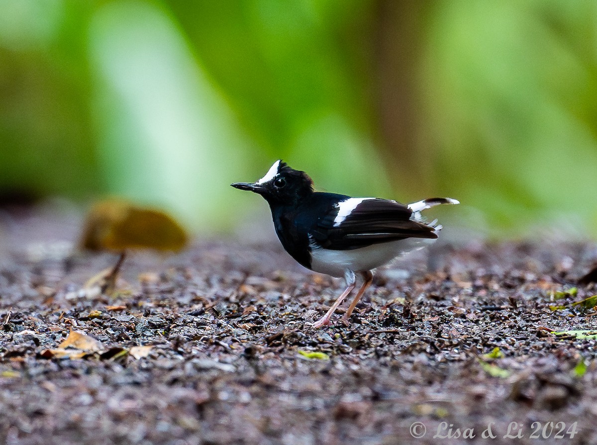 White-crowned Forktail - ML620868748