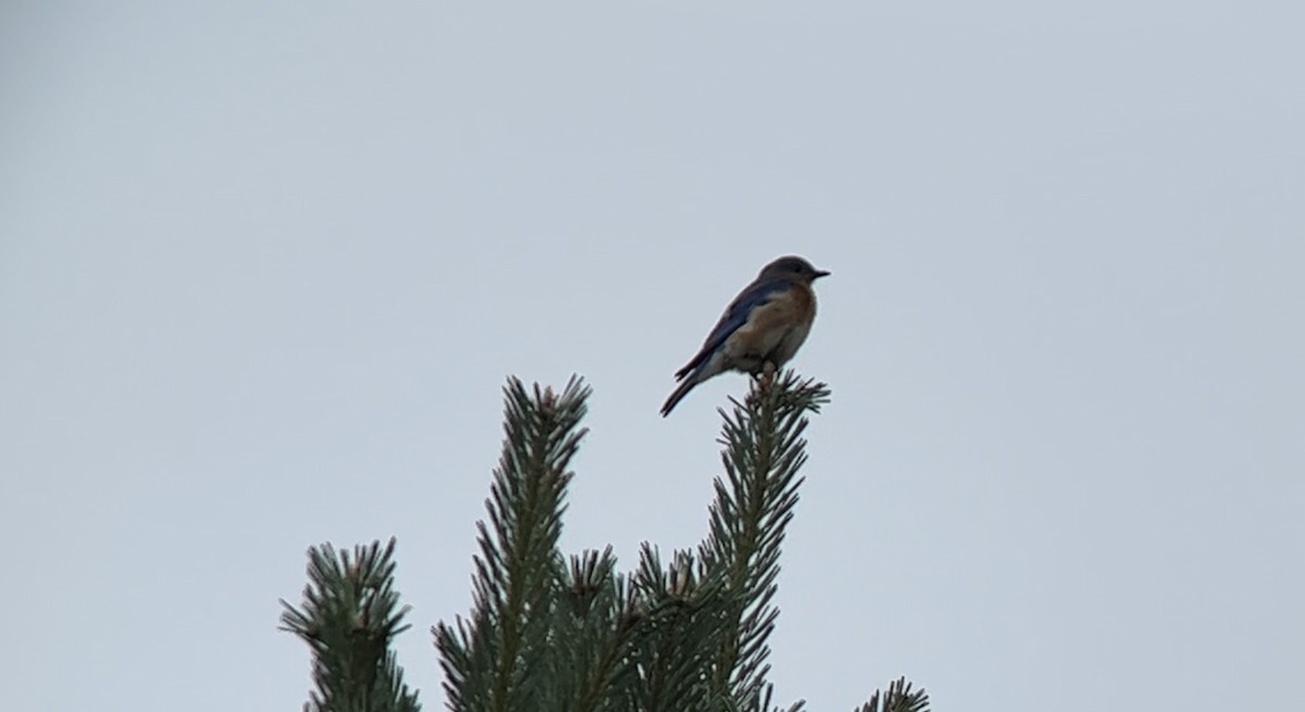 Eastern Bluebird - ML620868751