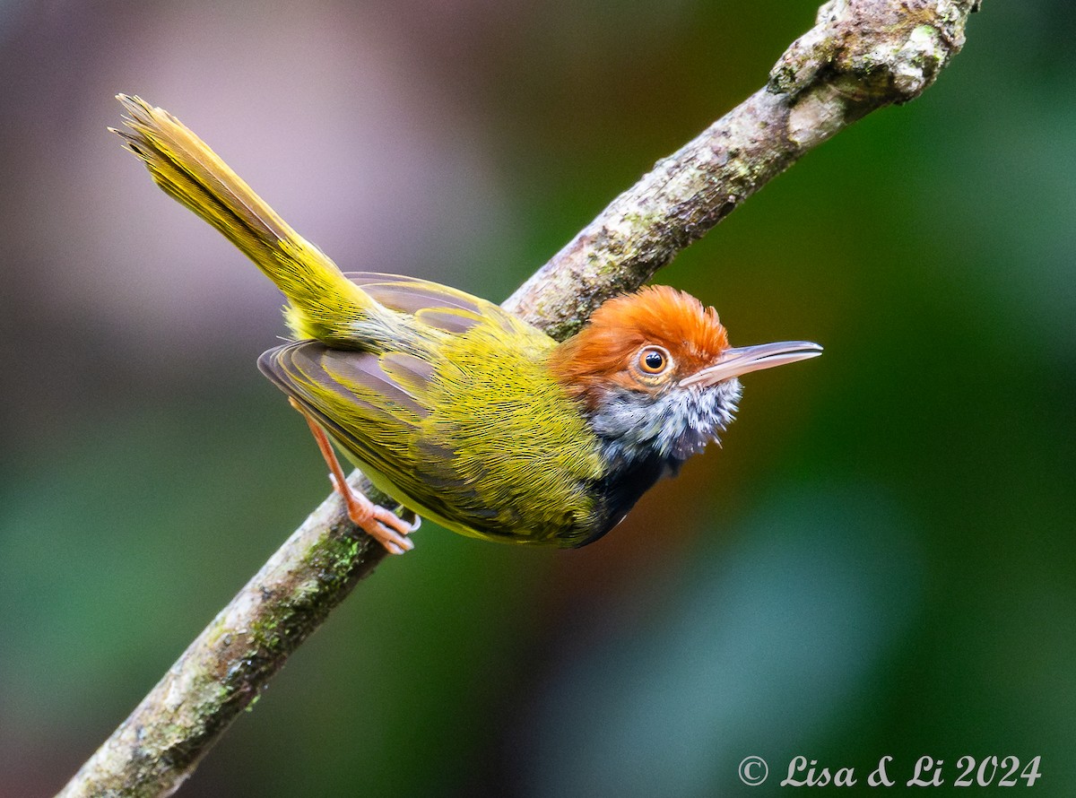 Dark-necked Tailorbird - ML620868752