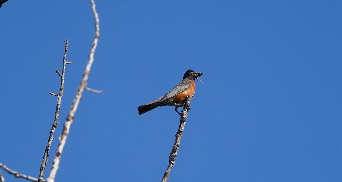 American Robin - ML620868758