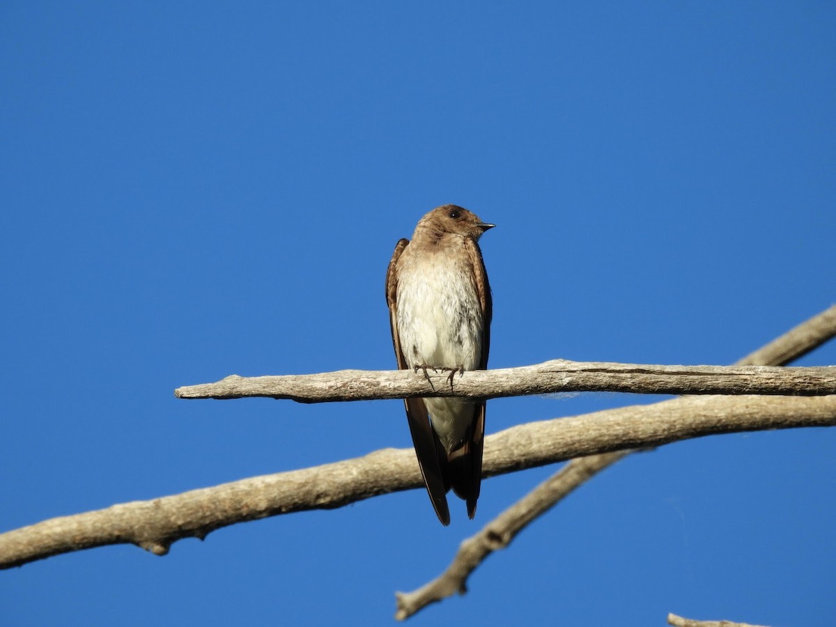 Northern Rough-winged Swallow - ML620868761