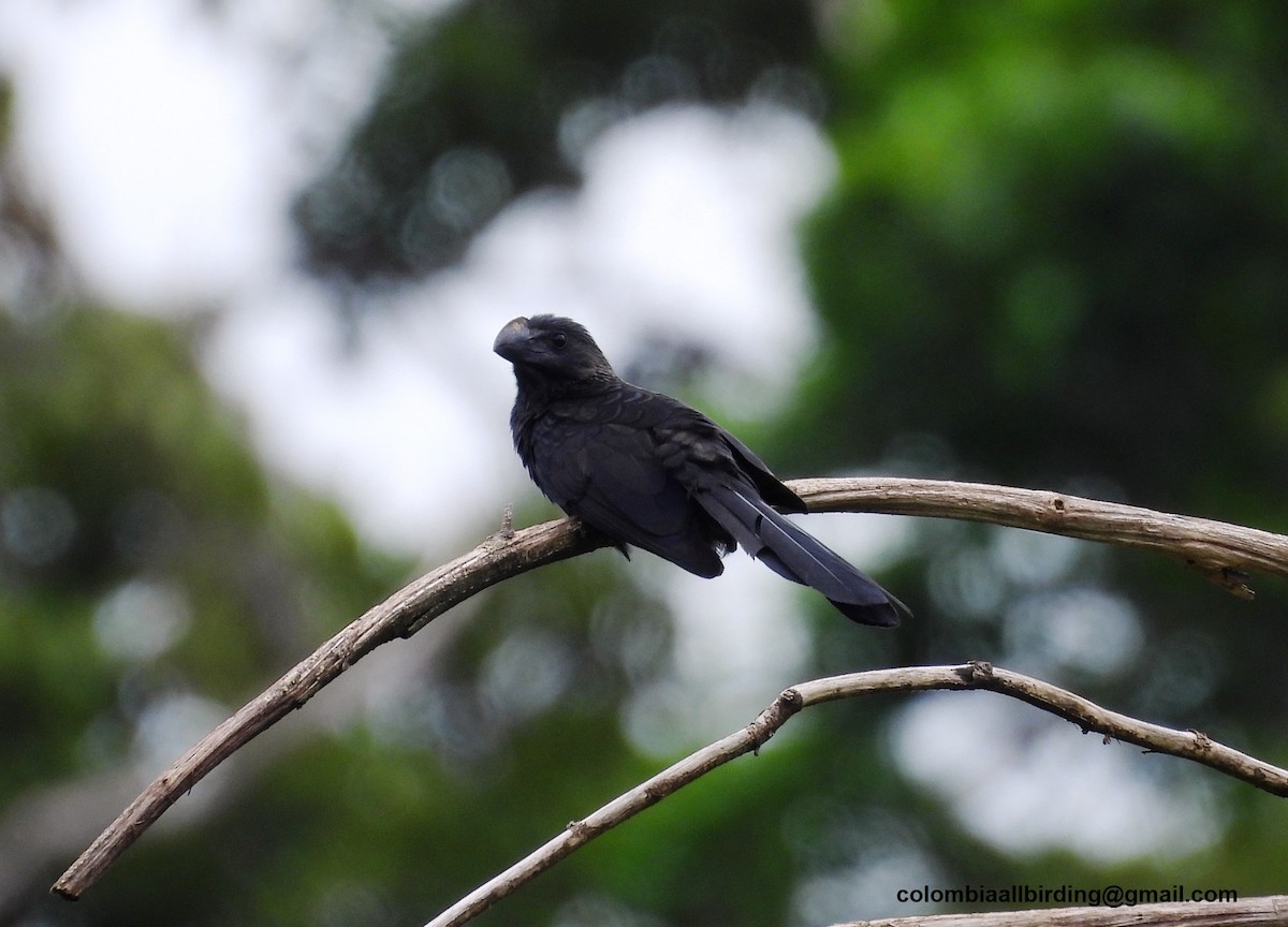 Smooth-billed Ani - ML620868763