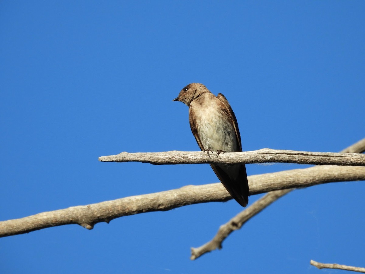 Northern Rough-winged Swallow - ML620868768