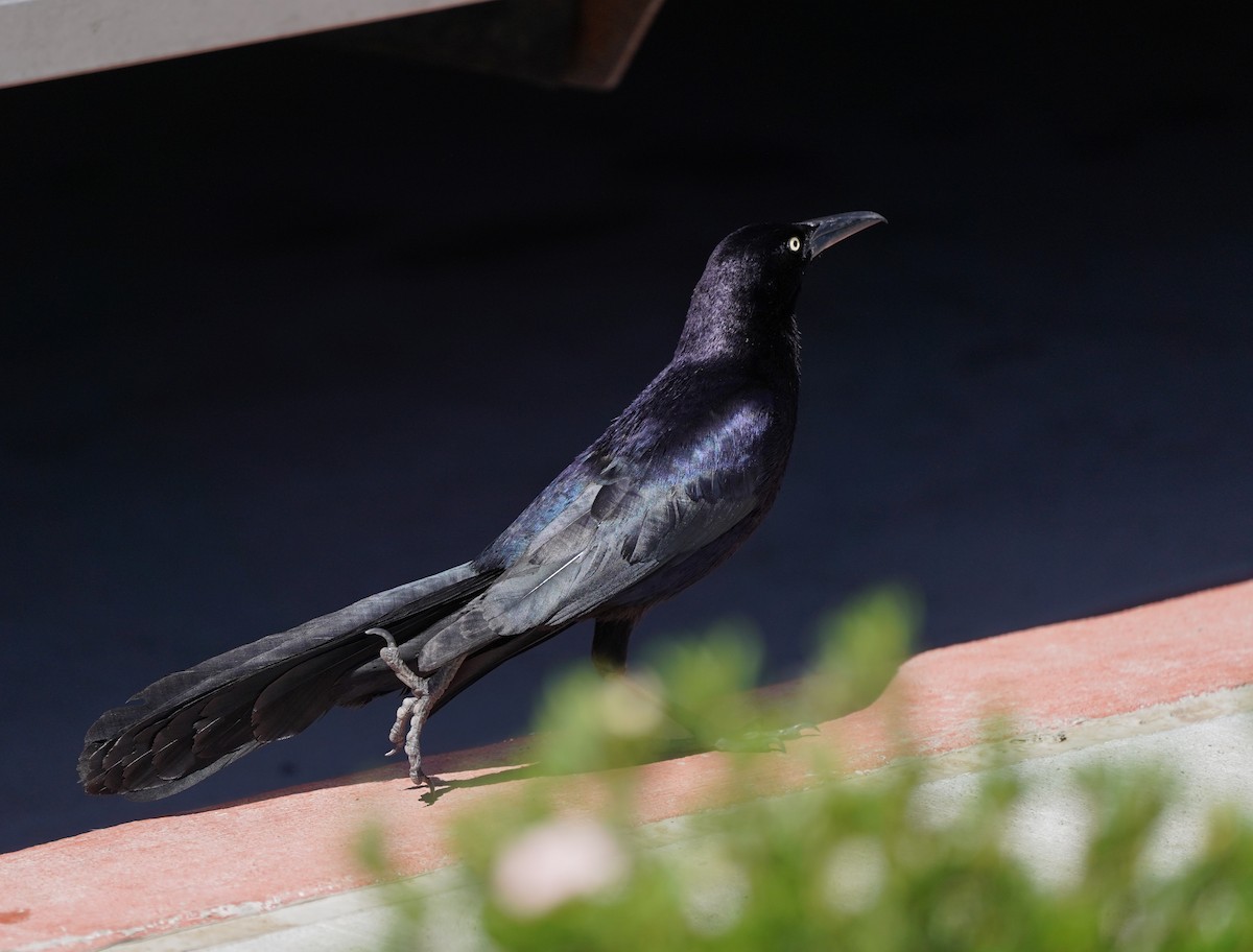 Great-tailed Grackle - ML620868772