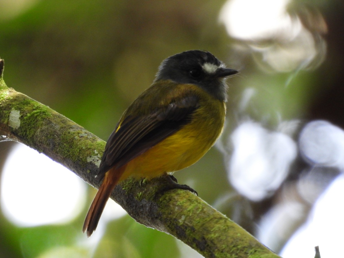 Ornate Flycatcher - ML620868778