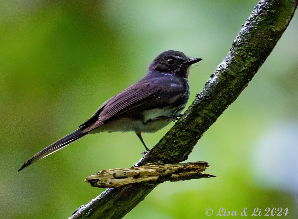 Spotted Fantail - ML620868785