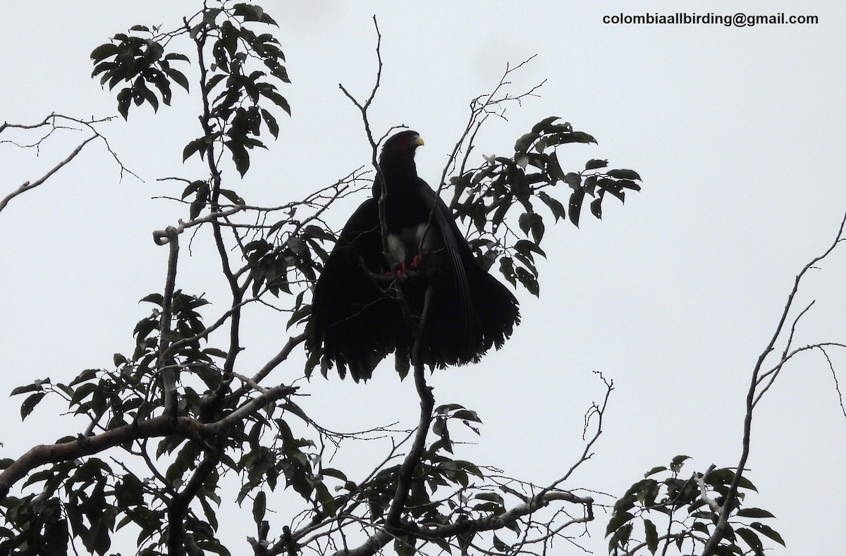 Caracara à gorge rouge - ML620868788