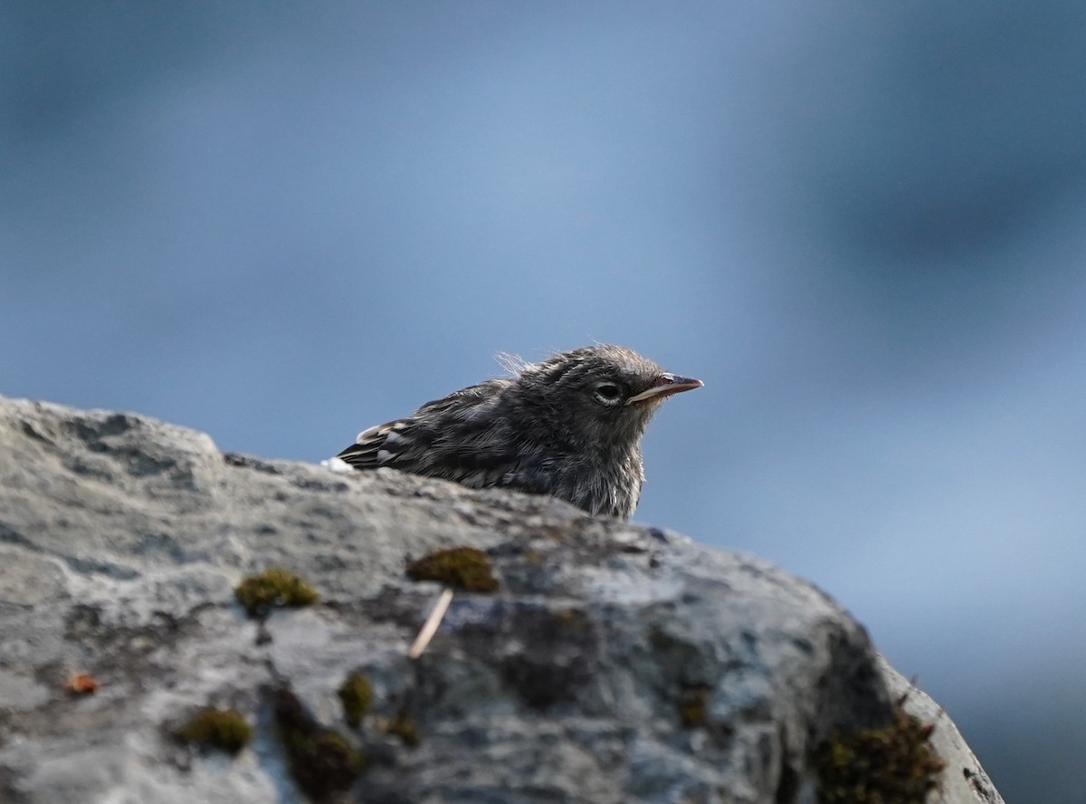 Yellow-rumped Warbler (Audubon's) - ML620868789