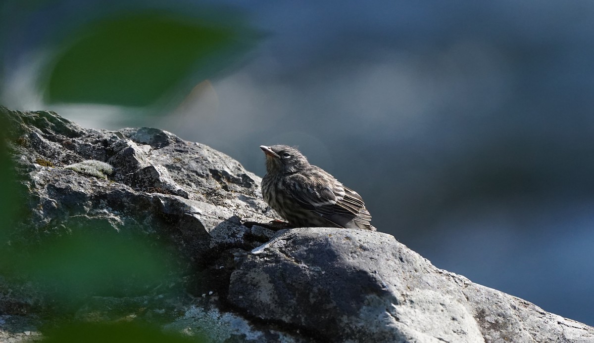 Yellow-rumped Warbler (Audubon's) - ML620868791