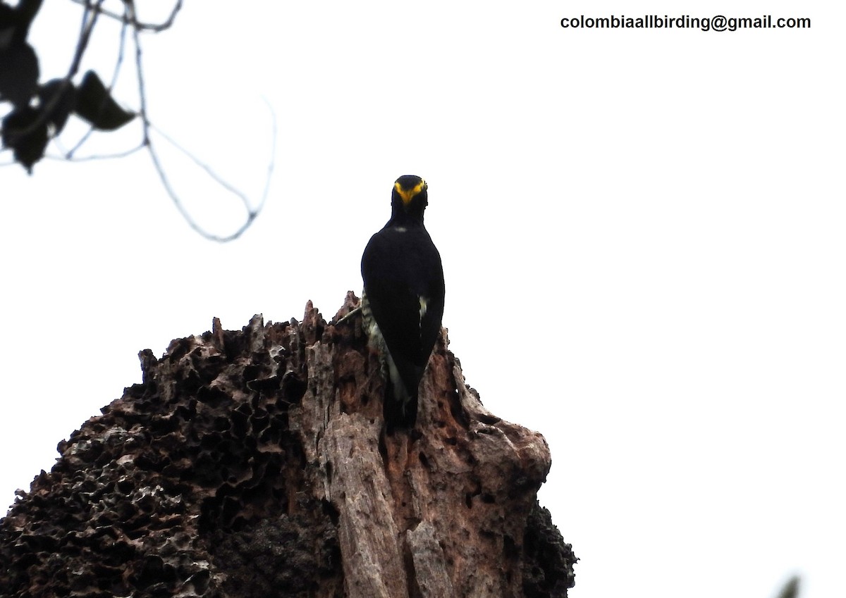 Yellow-tufted Woodpecker - ML620868793
