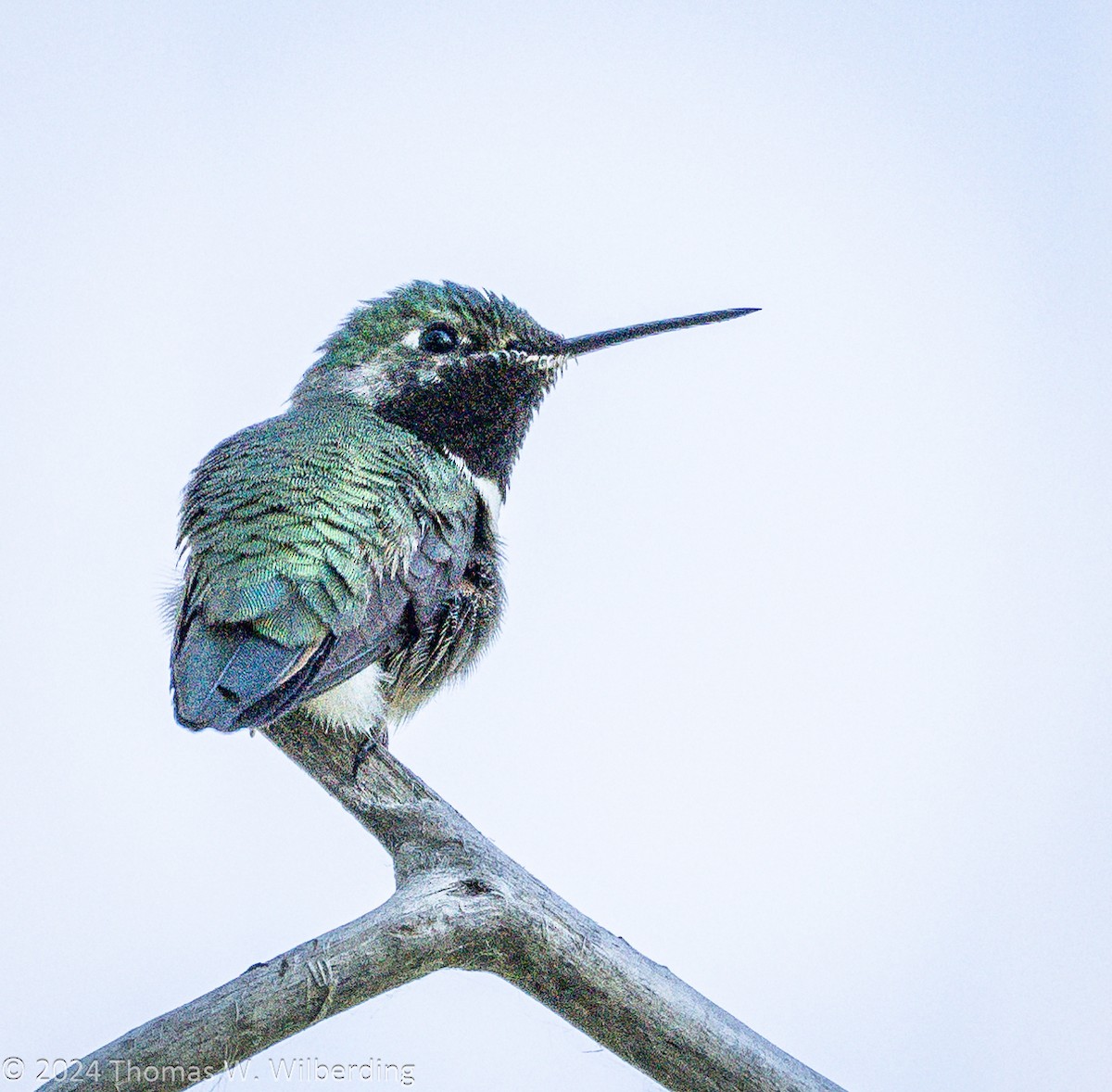 Broad-tailed Hummingbird - ML620868810