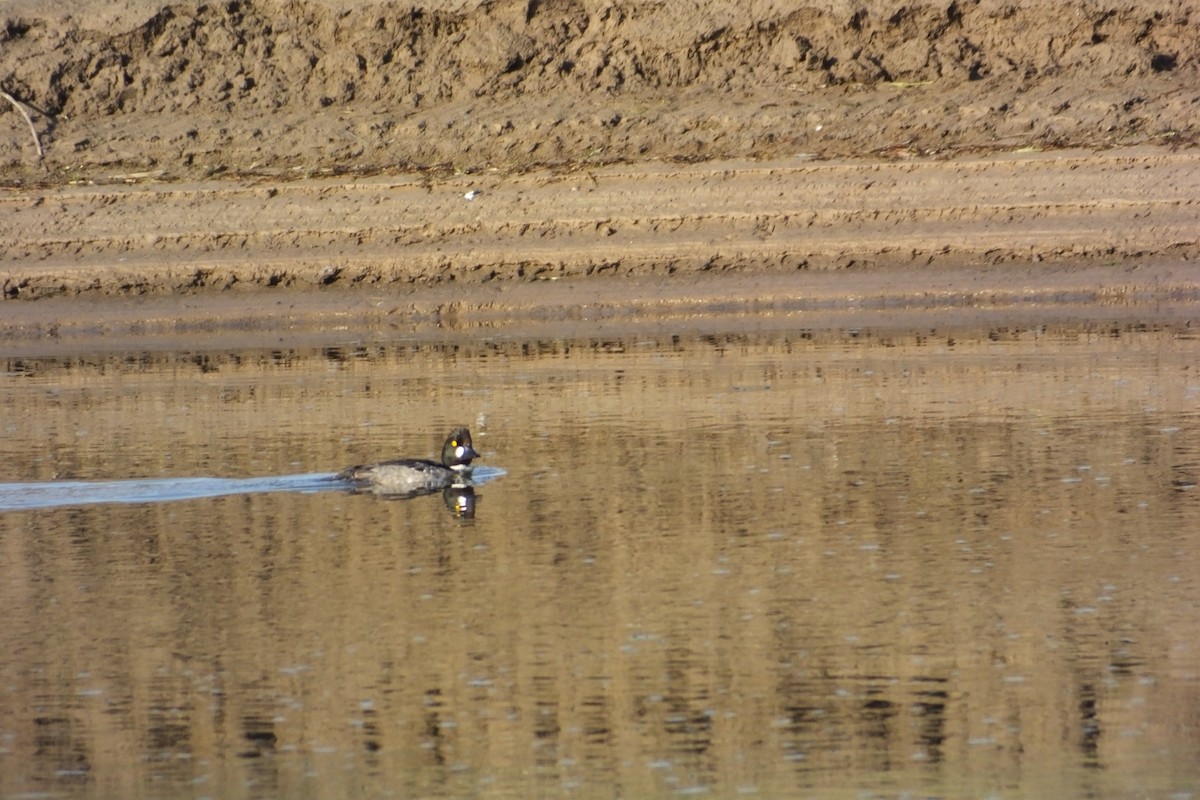 Common Goldeneye - ML620868811