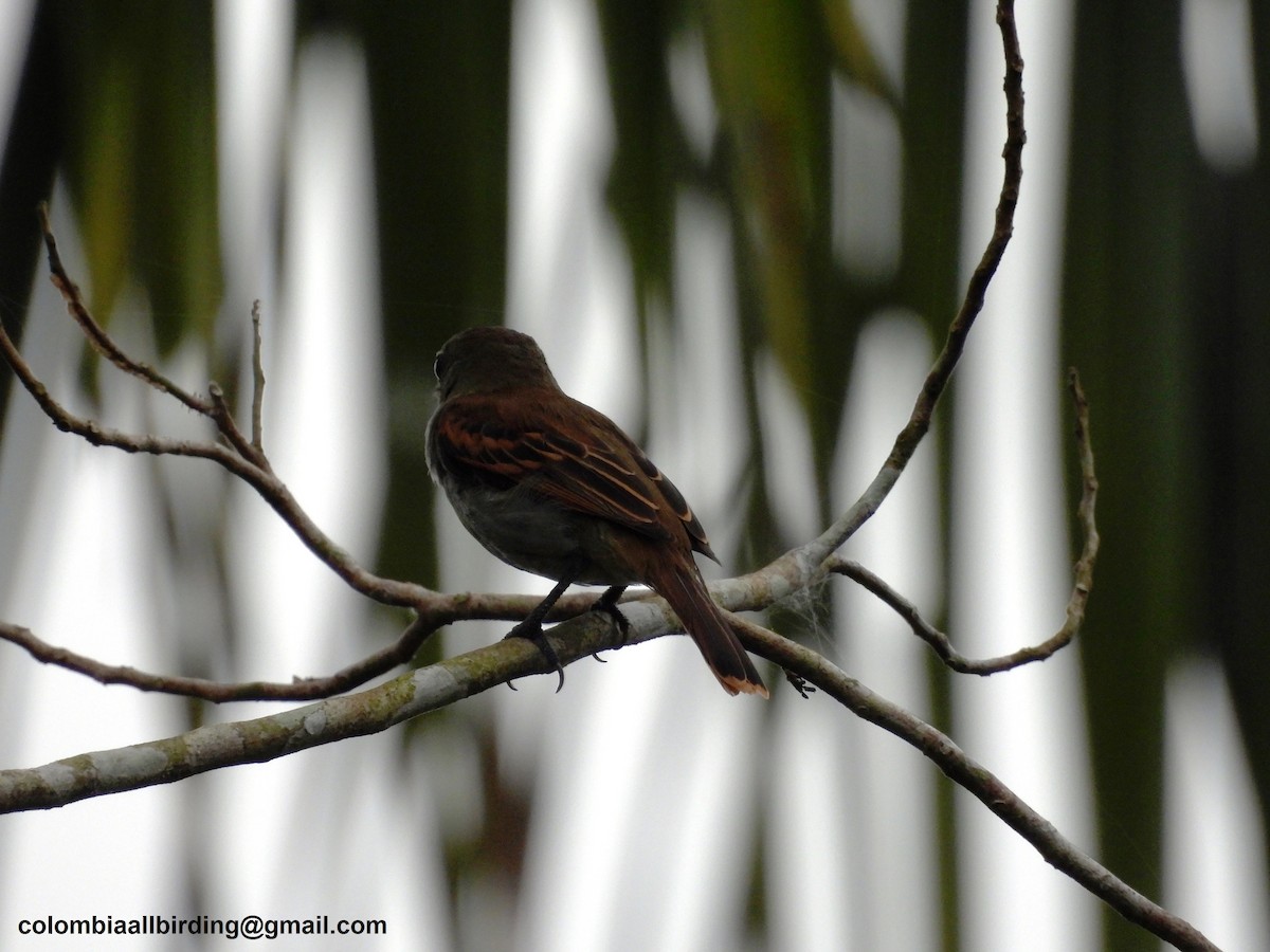 White-winged Becard - ML620868815