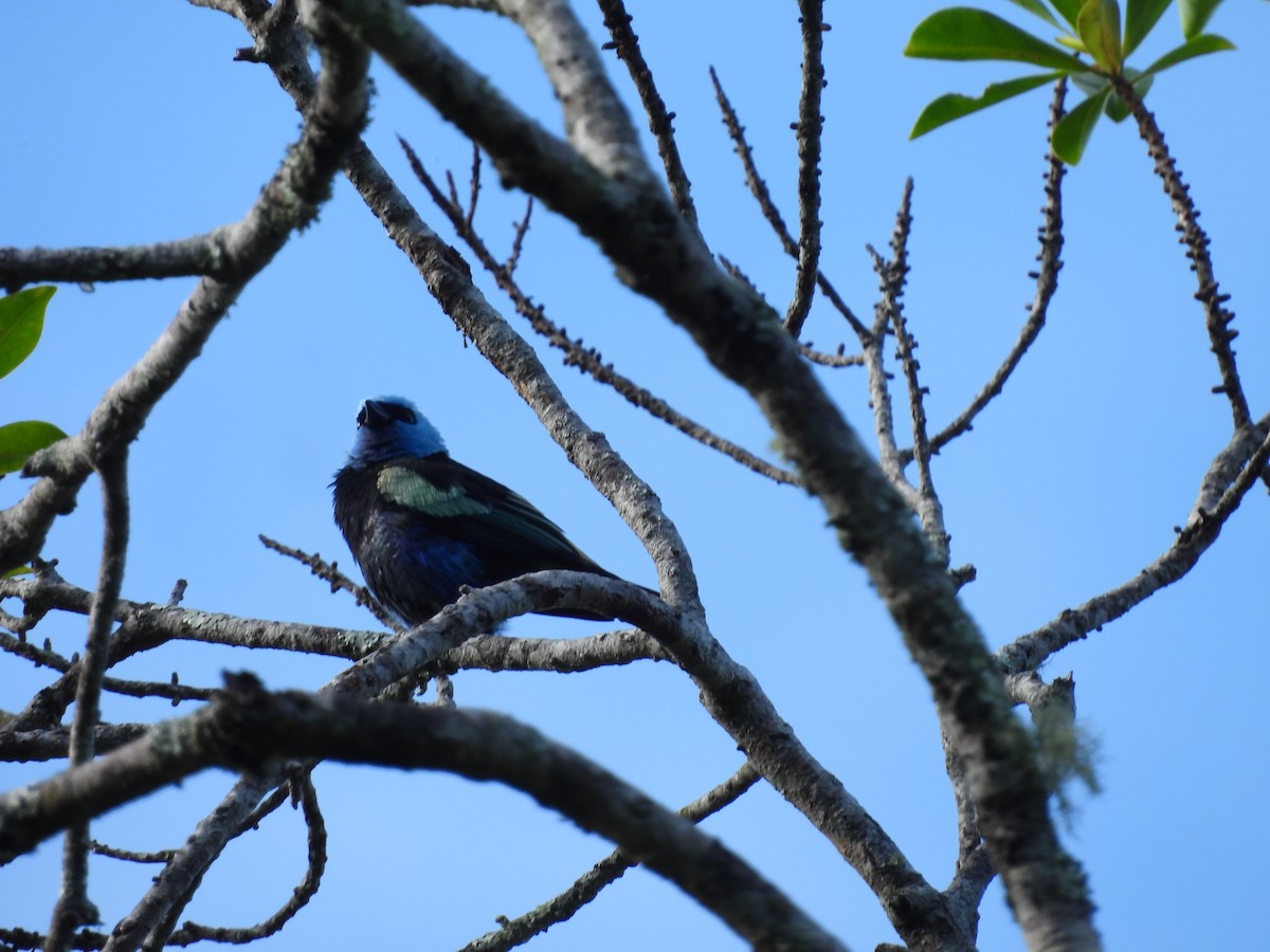 Blue-necked Tanager - ML620868817