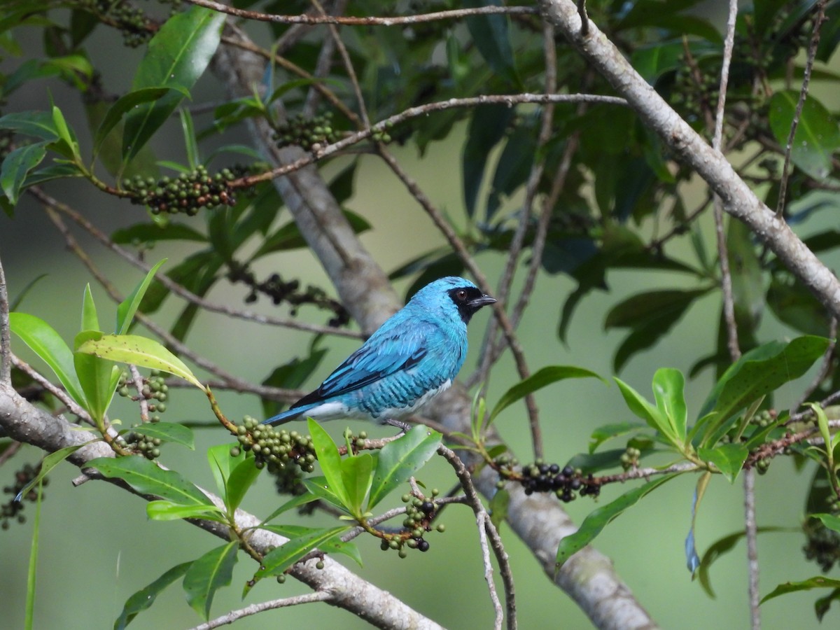 Tangara Golondrina - ML620868818