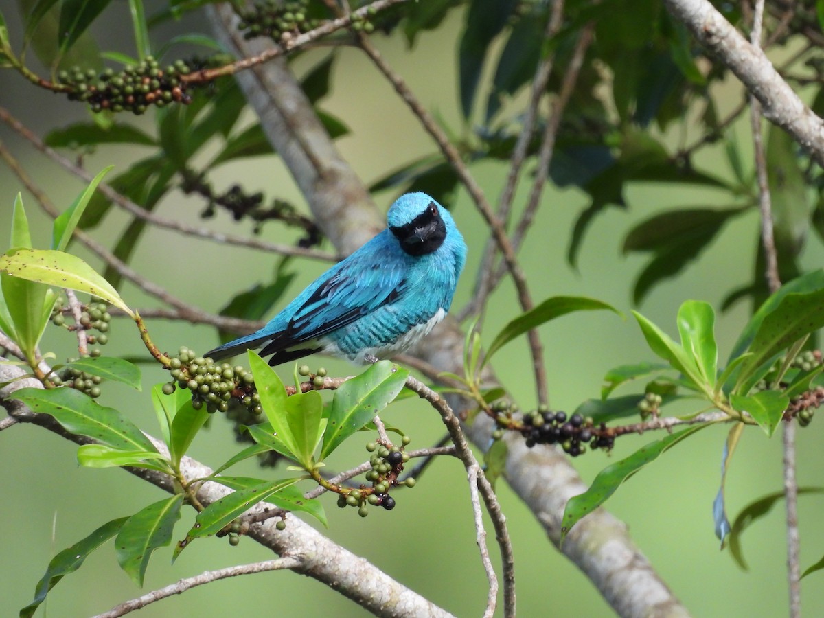 Swallow Tanager - ML620868819