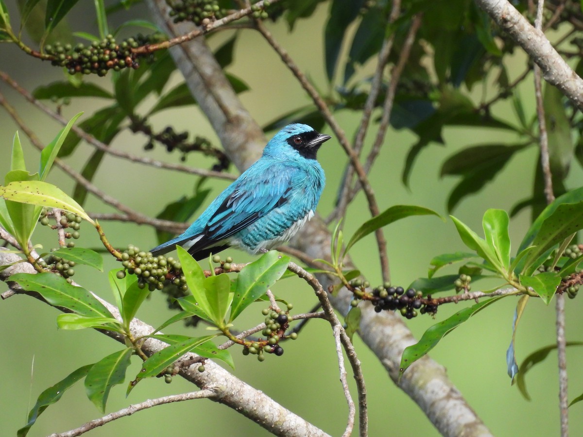 Swallow Tanager - ML620868820