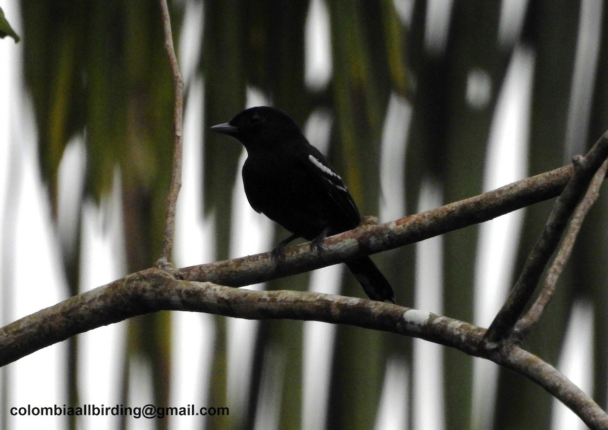 White-winged Becard - ML620868821