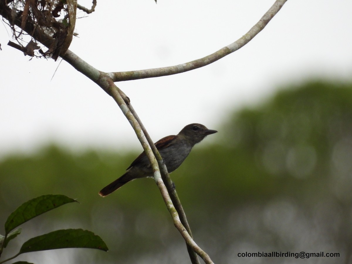 White-winged Becard - ML620868823