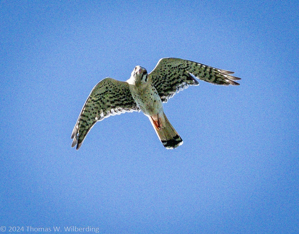 American Kestrel - ML620868825