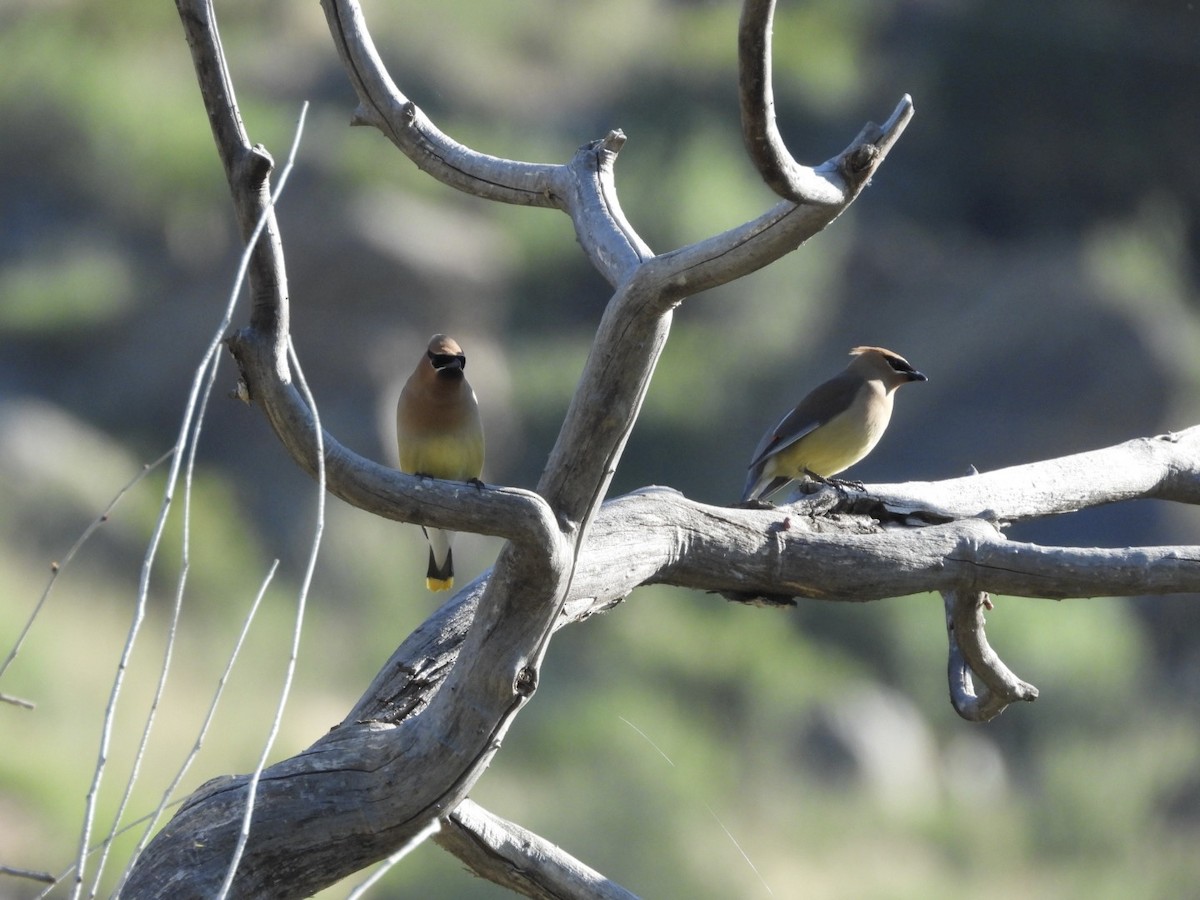 Cedar Waxwing - ML620868829