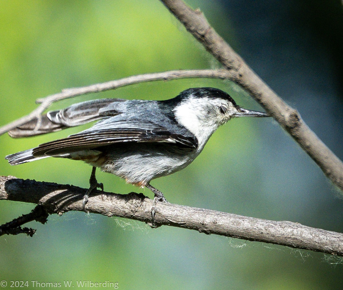 White-breasted Nuthatch - ML620868830