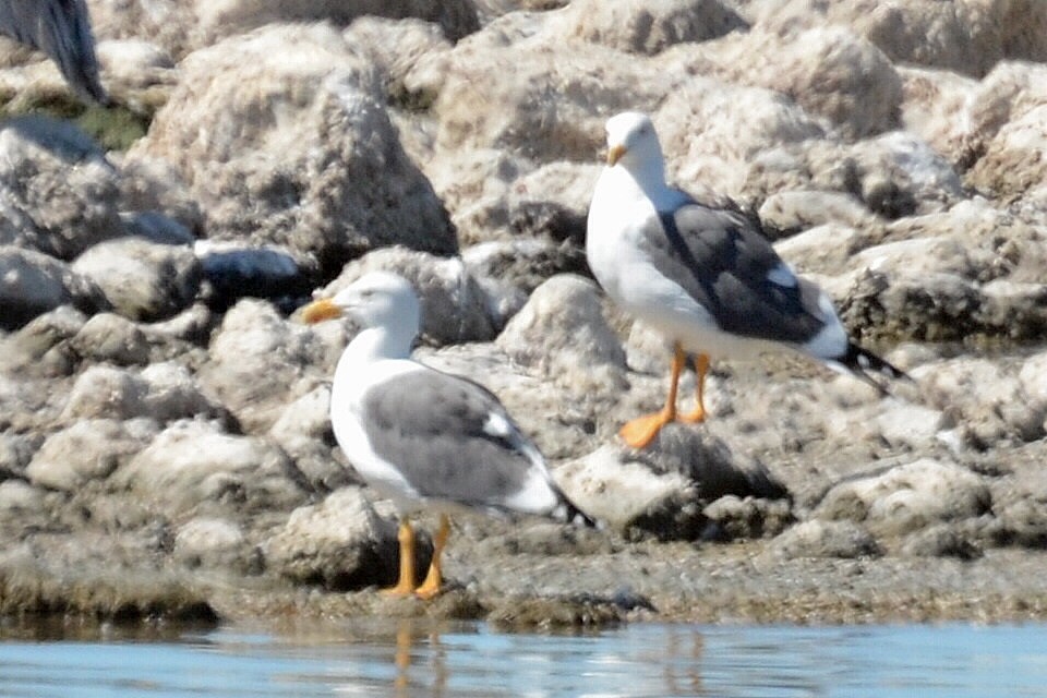 Yellow-footed Gull - Carol Riddell