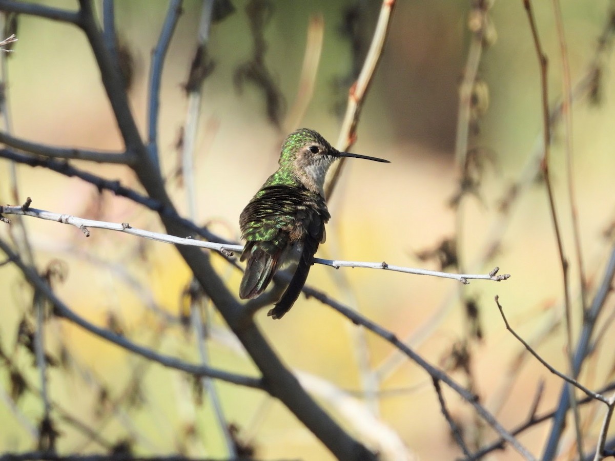 Broad-tailed Hummingbird - ML620868836