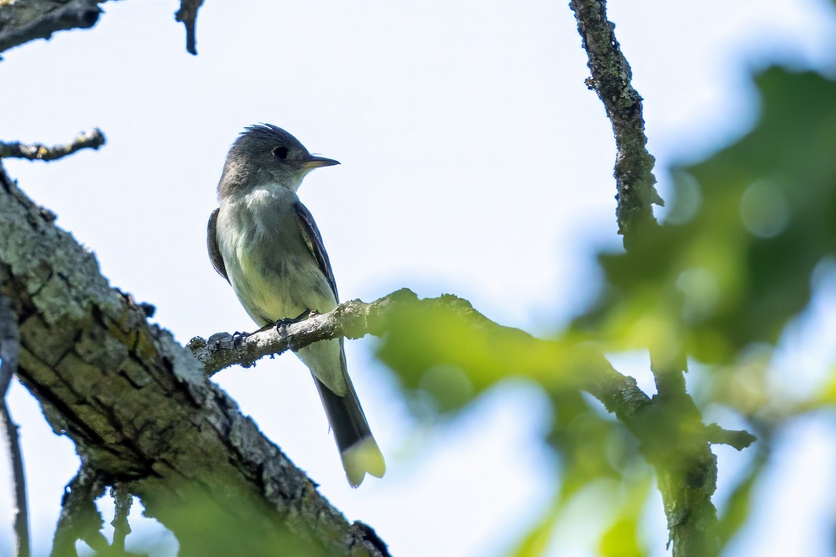 Eastern Wood-Pewee - ML620868837