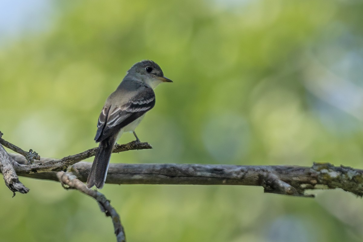 Eastern Wood-Pewee - ML620868838