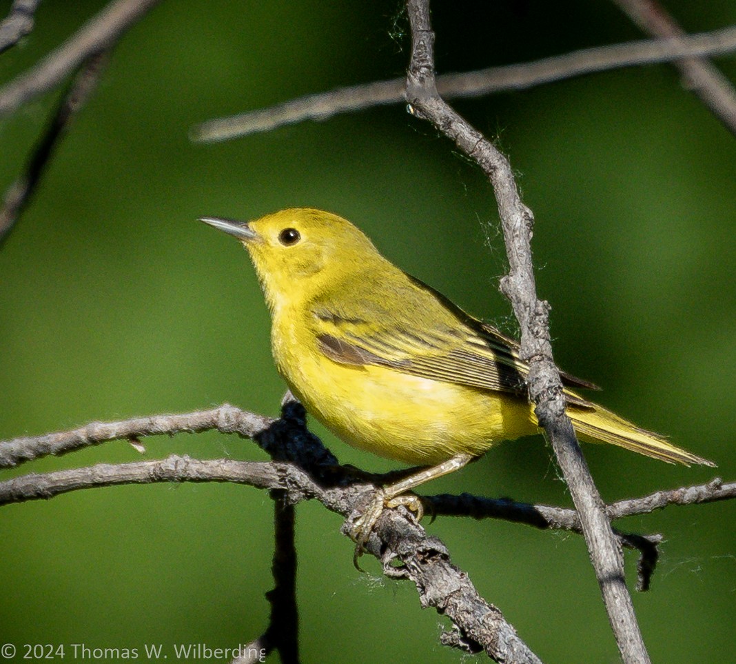 Yellow Warbler - ML620868843