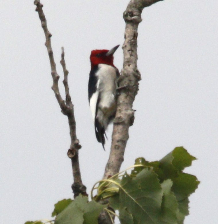 Red-headed Woodpecker - ML620868848
