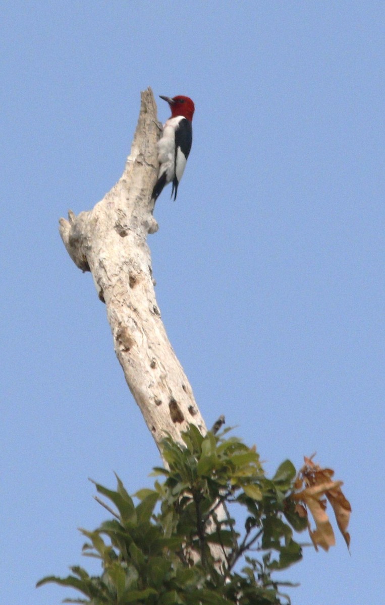 Red-headed Woodpecker - ML620868849