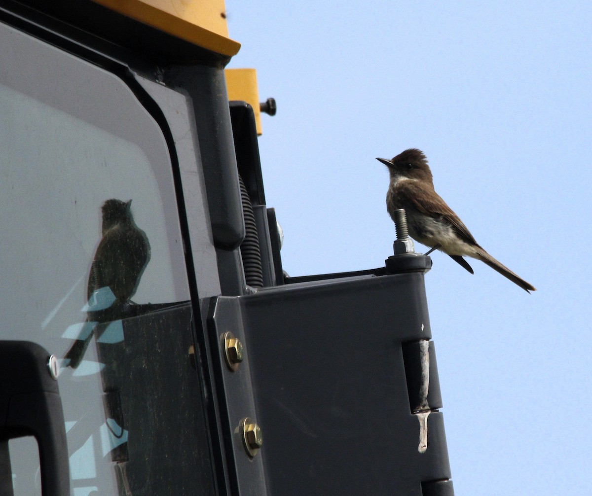 Eastern Phoebe - ML620868853