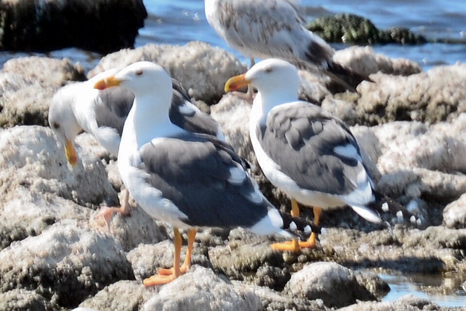 Yellow-footed Gull - ML620868854