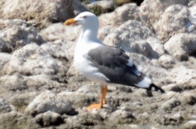 Yellow-footed Gull - ML620868858