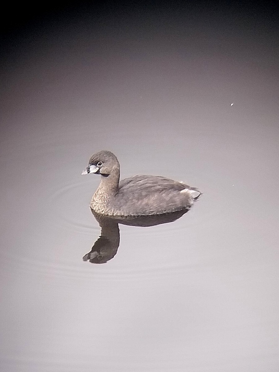 Pied-billed Grebe - ML620868860