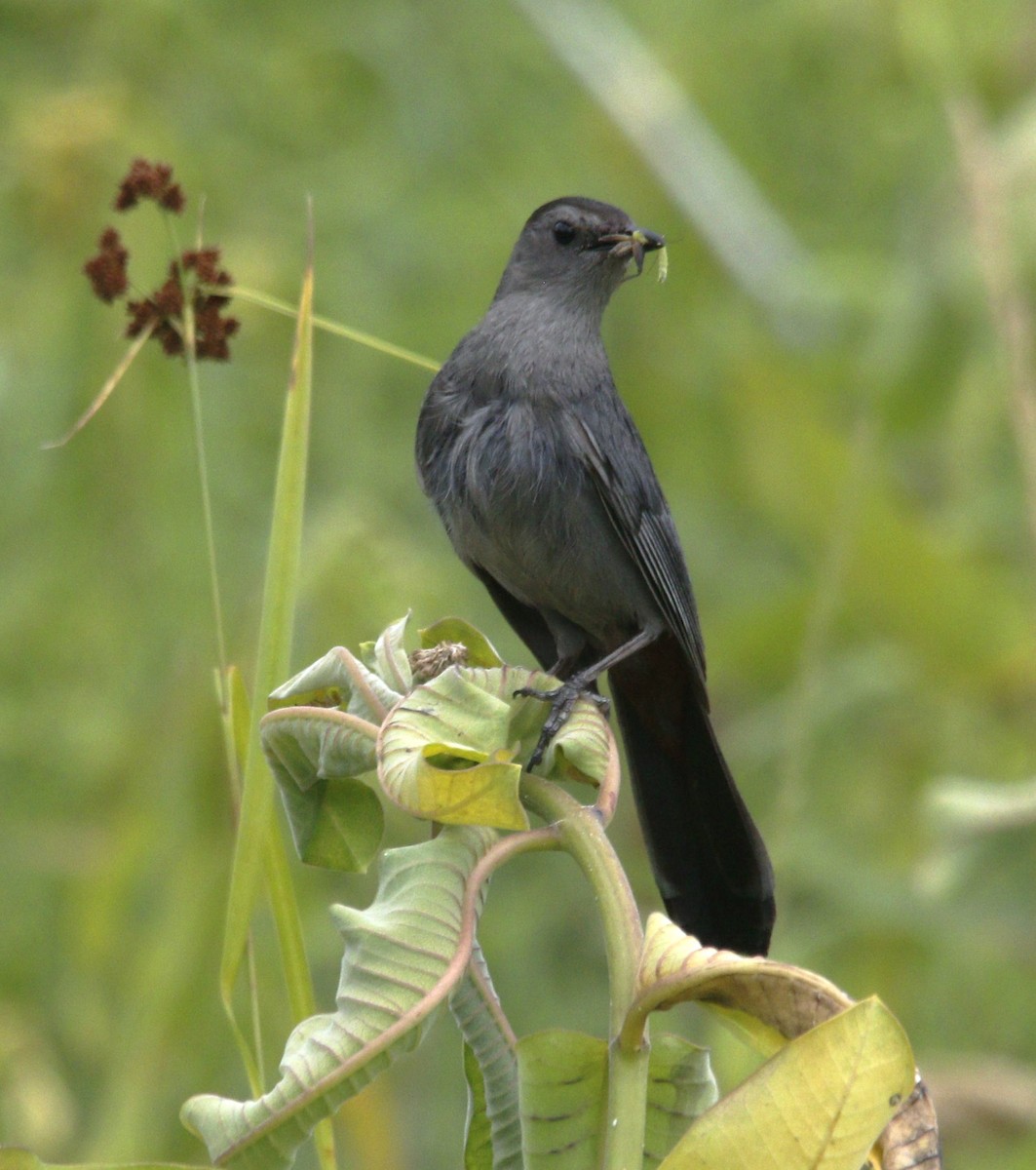 Gray Catbird - Becky Lutz