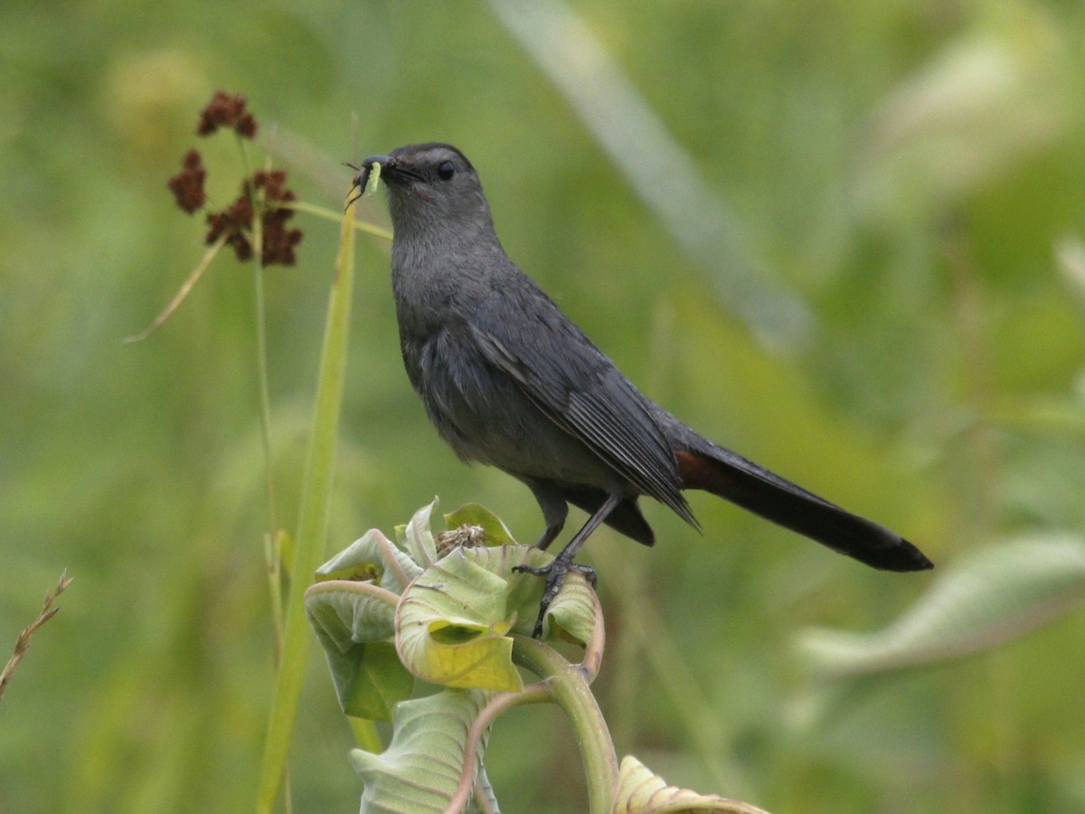 Gray Catbird - ML620868862