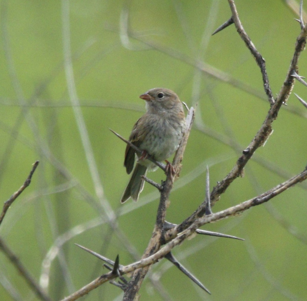 Field Sparrow - ML620868864