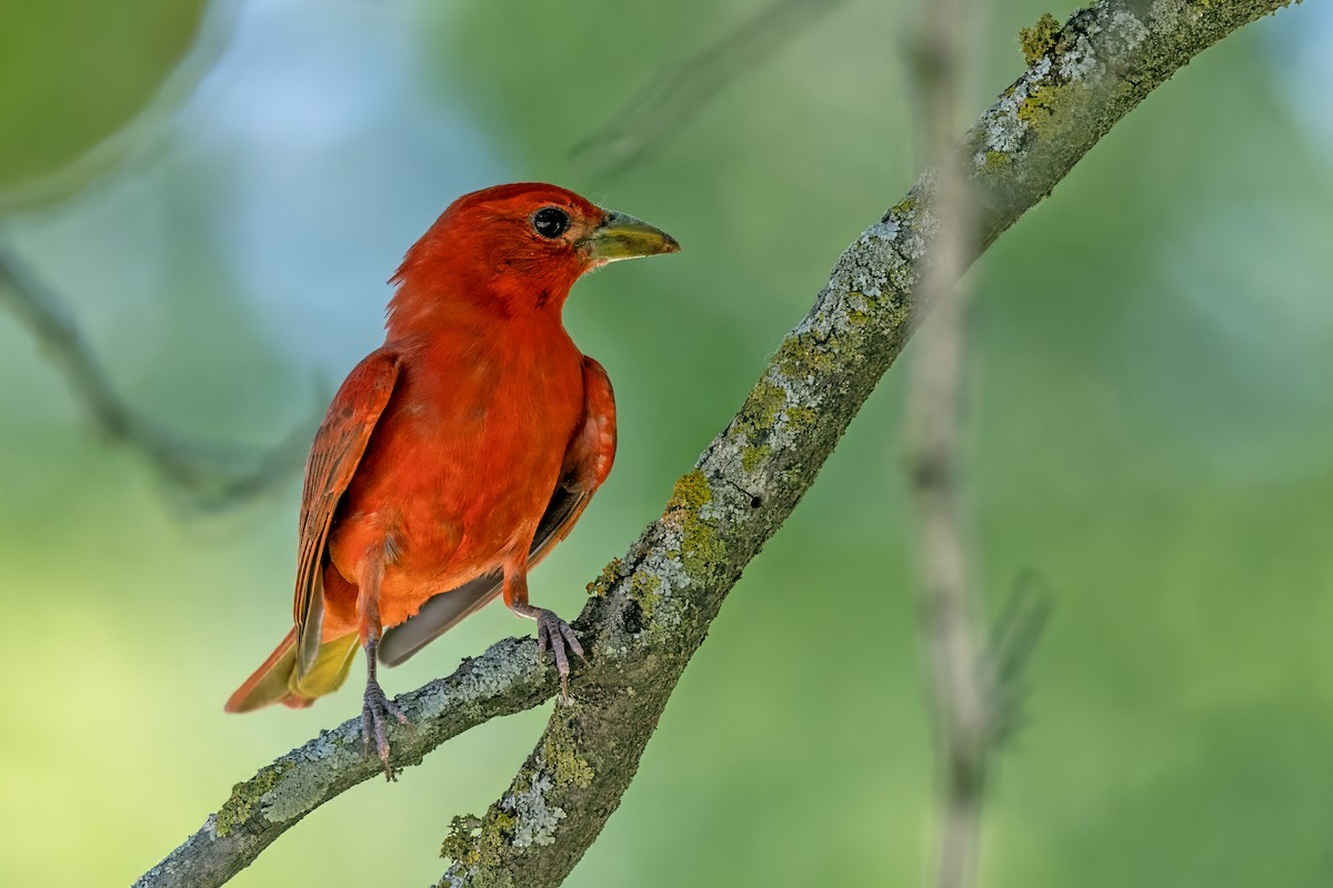 Summer Tanager - ML620868866