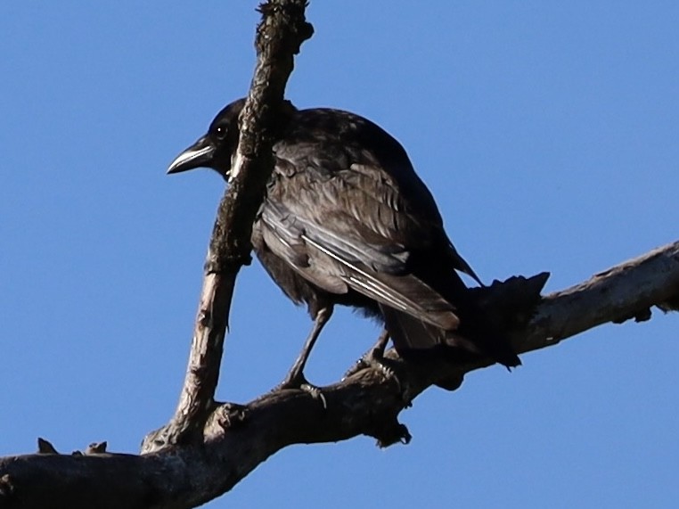 American Crow - ML620868873