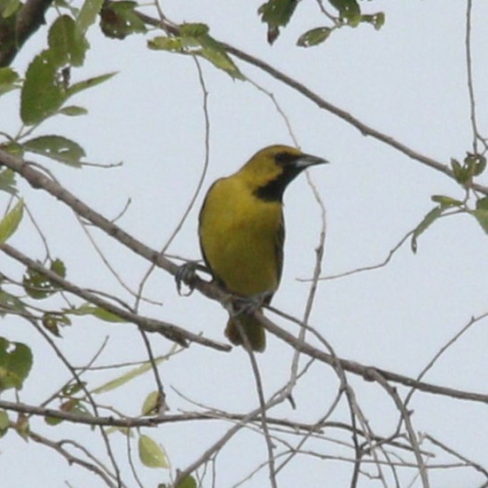 Orchard Oriole - ML620868875