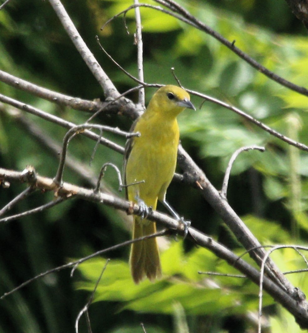 Orchard Oriole - ML620868876