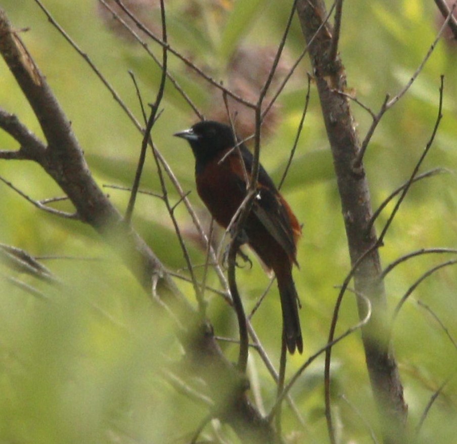 Orchard Oriole - ML620868877