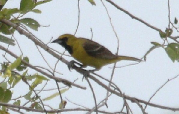 Orchard Oriole - ML620868878