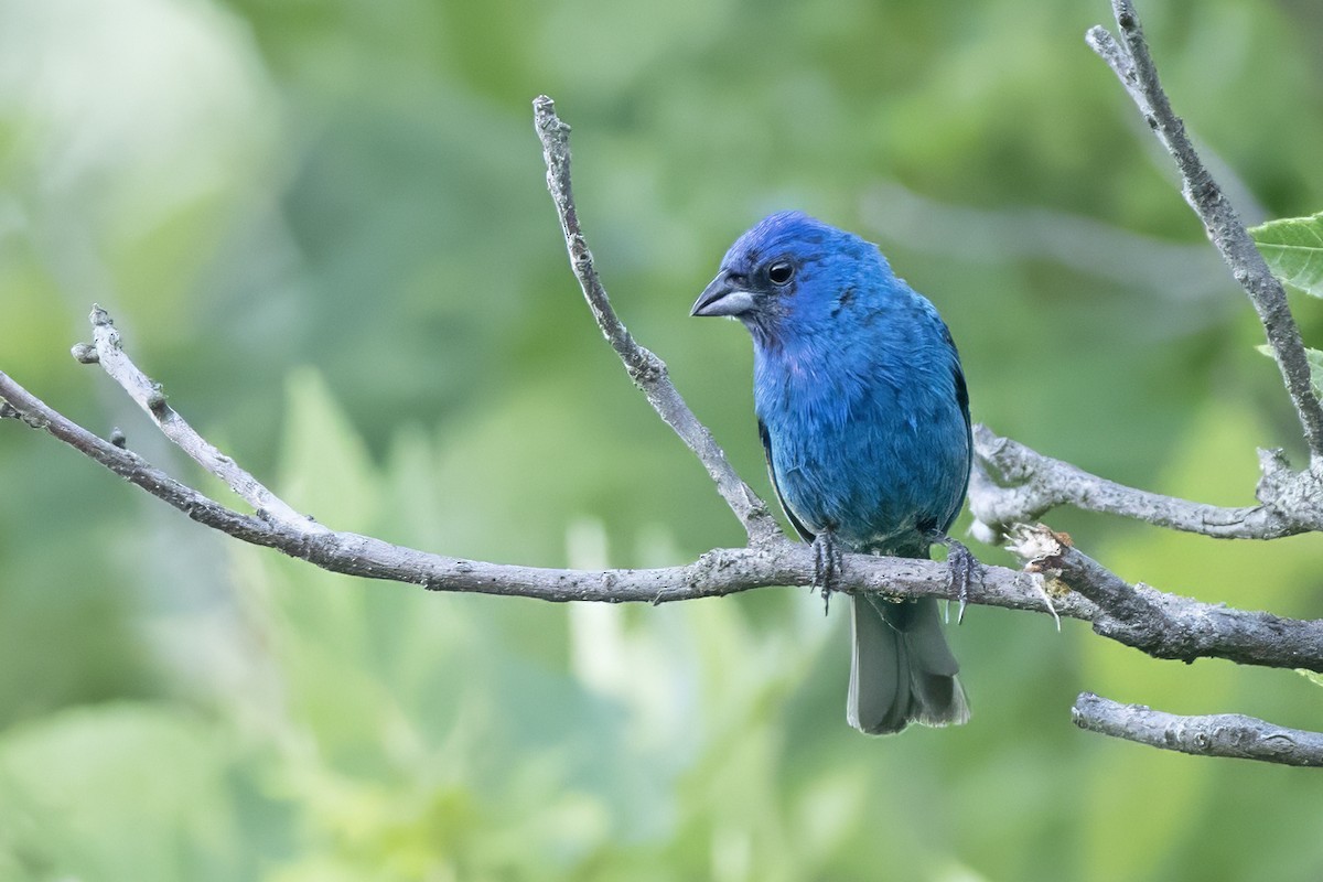 Indigo Bunting - ML620868885