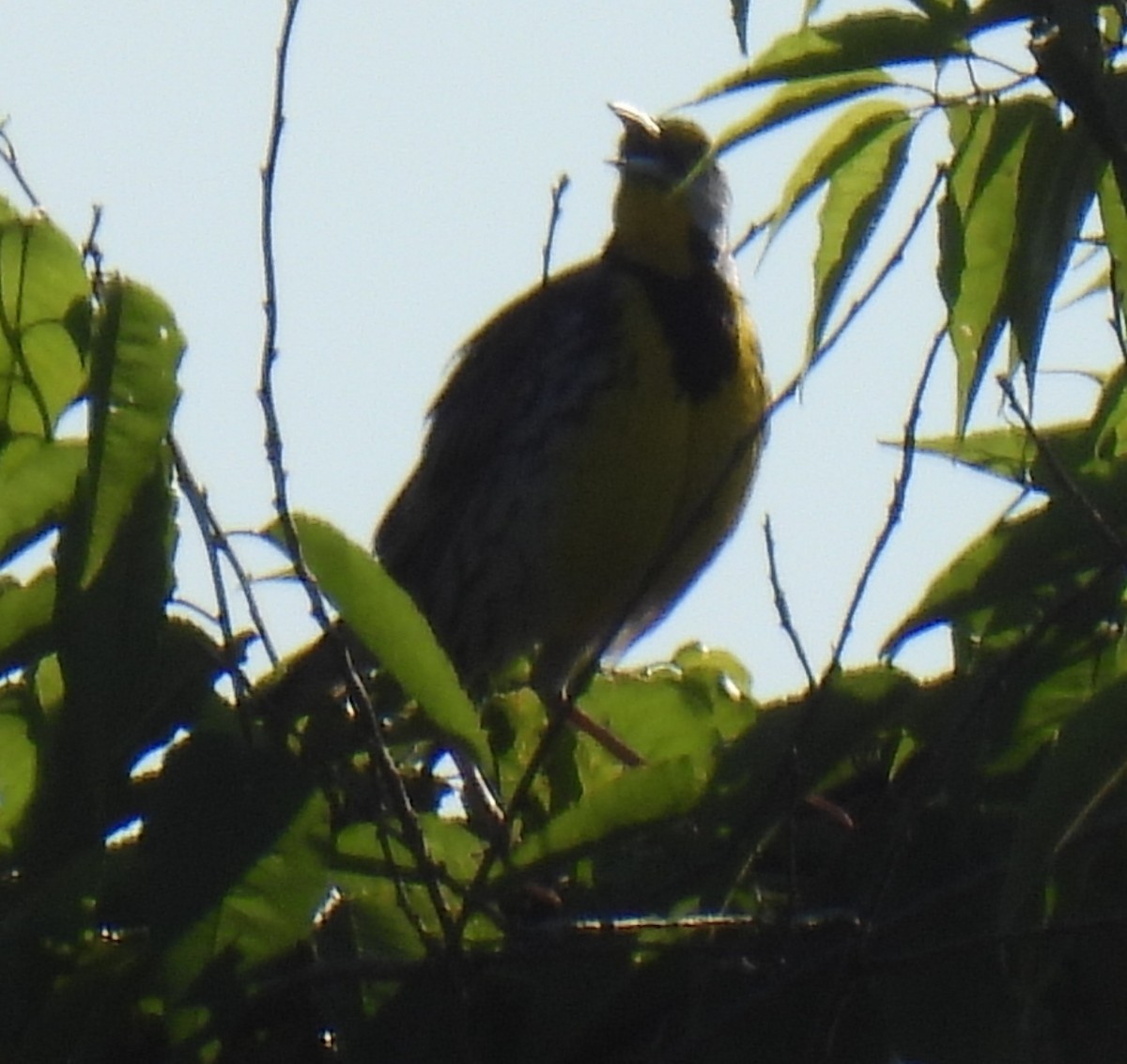 Eastern Meadowlark - ML620868891