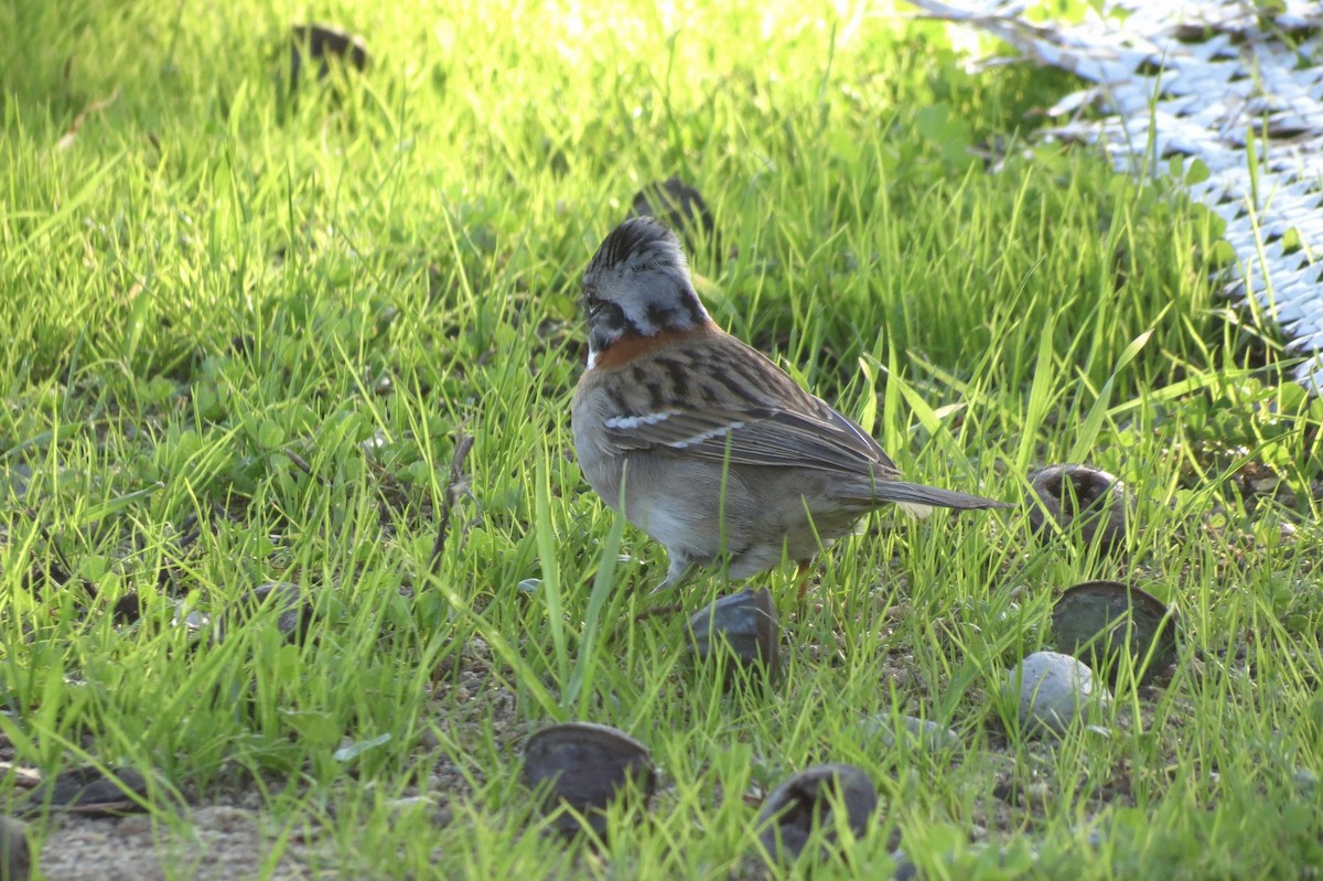 Rufous-collared Sparrow - ML620868892