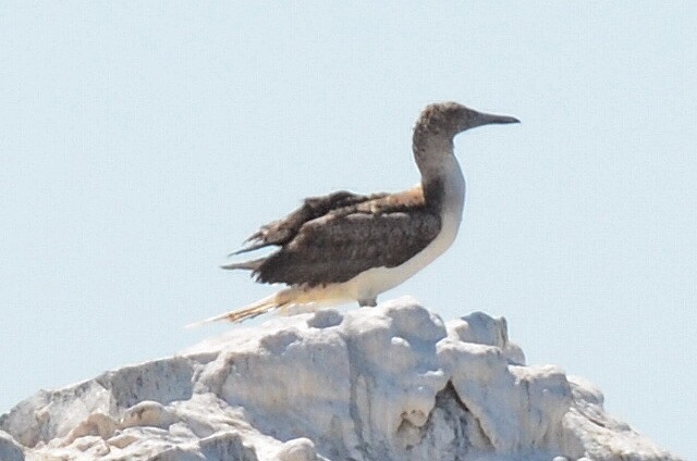 Blue-footed Booby - ML620868899